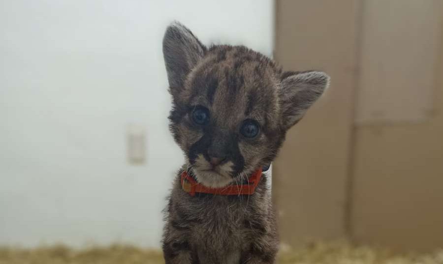 Unidad de Rehabilitación de Fauna pide apoyo para pumas localizados en Tlanchinol