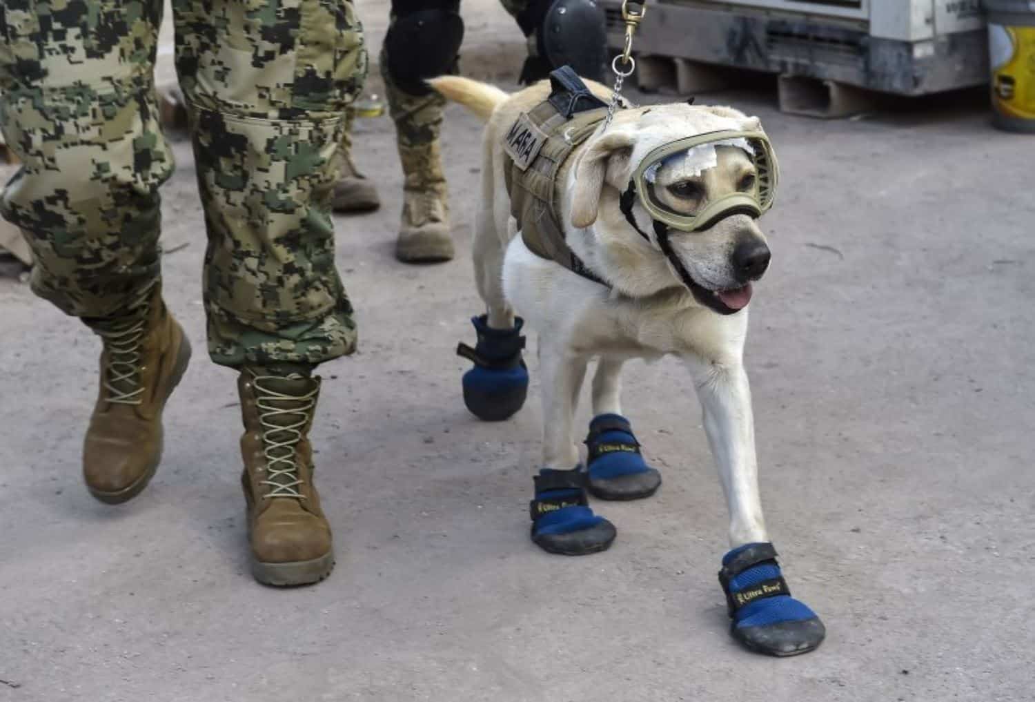 Frida, la perrita rescatista está delicada de salud