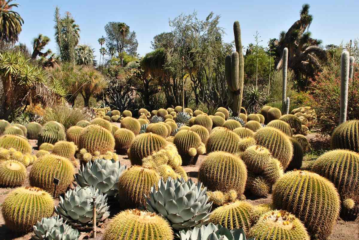 Hidalgo podría perder 10 por ciento de su cobertura vegetal