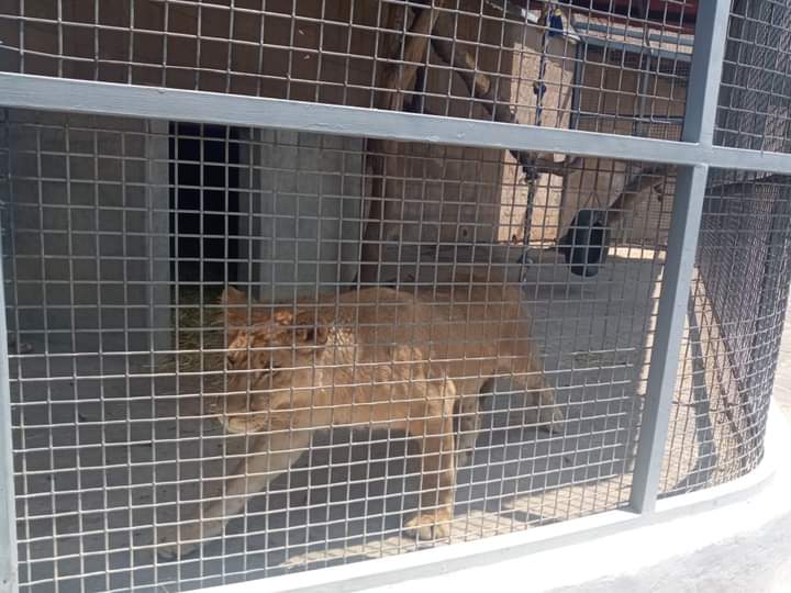 Trasladan a Pachuca a león rescatado en Estado de México