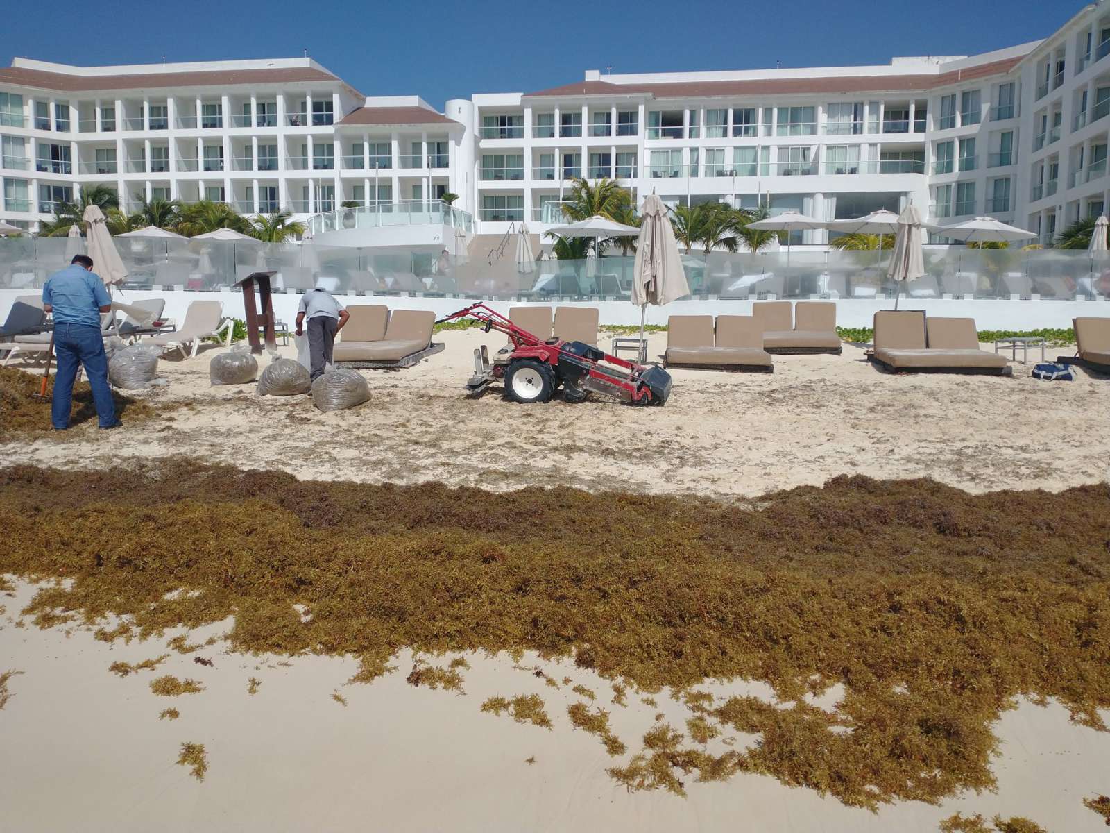 Alerta roja por sargazo en Quintana Roo; llegan hasta 50 toneladas al día