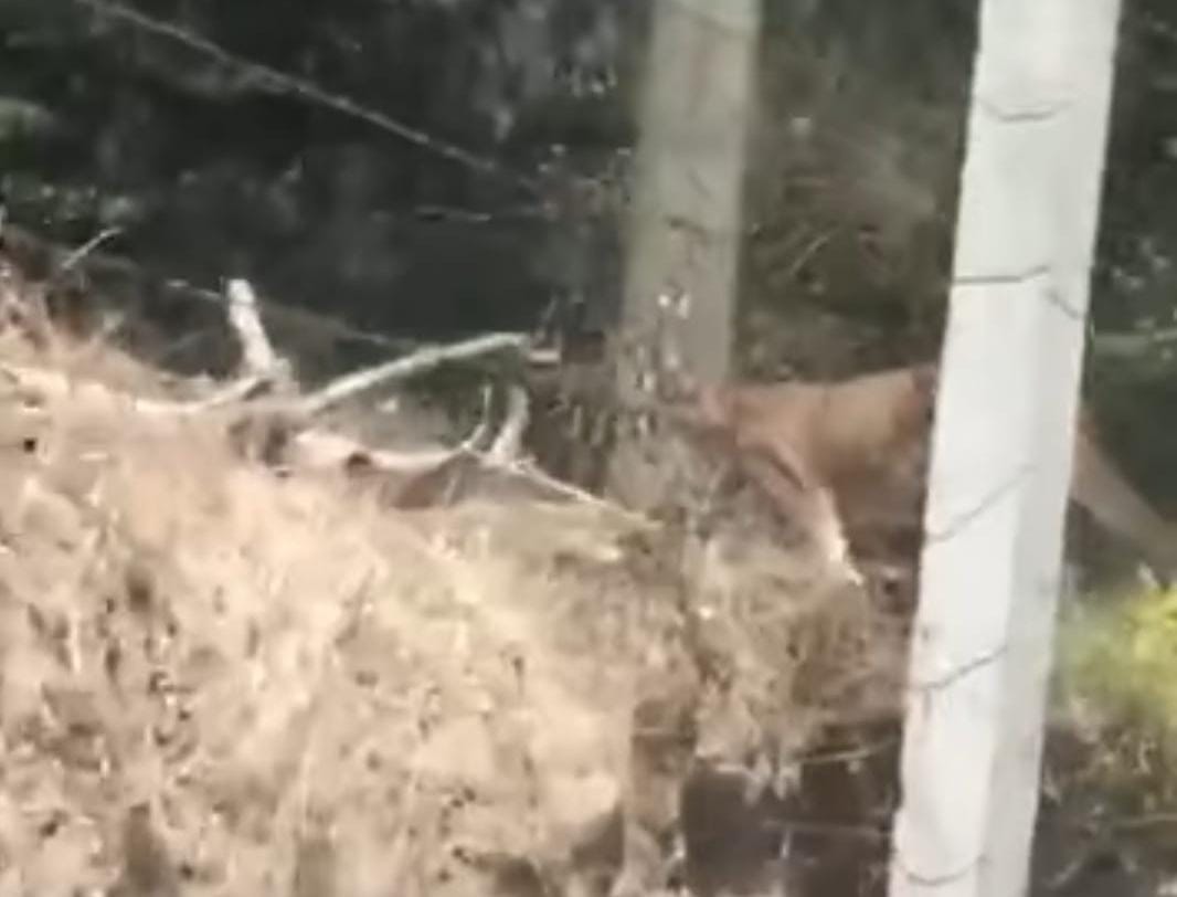 Video: Avistan a puma en calles de Zacualtipán