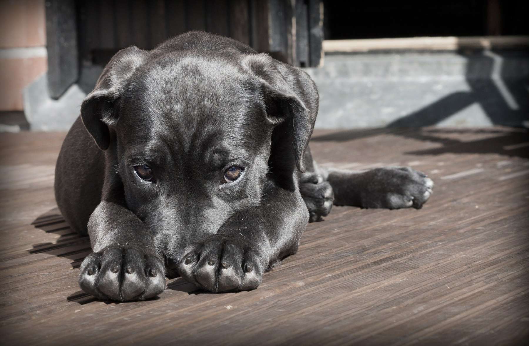 Fiestas Patrias 2022: ¿cómo proteger a los perritos de la pirotecnia?