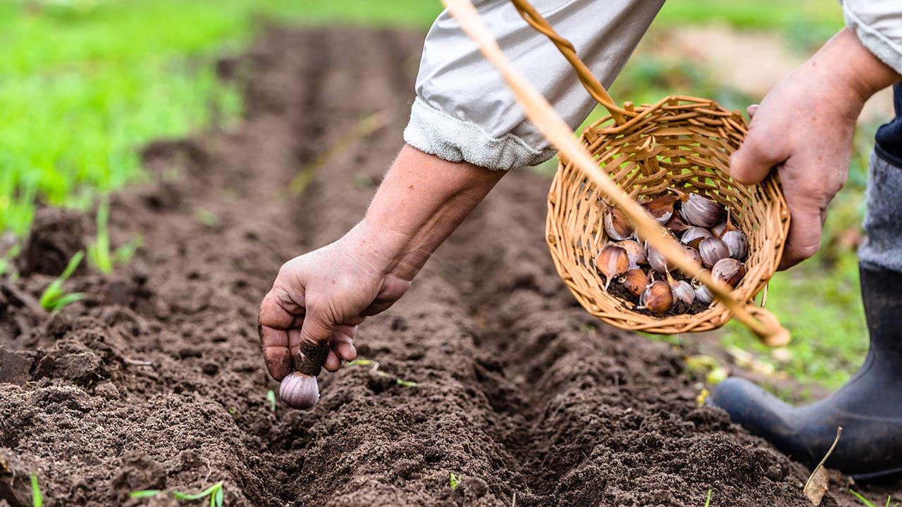 Asociación de Silvicultores anuncia campaña de reforestación en Tulancingo; gobierno ya comenzó