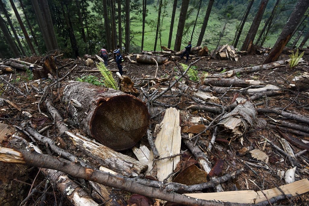 Más plagas acechan el pulmón verde de Acaxochitlán