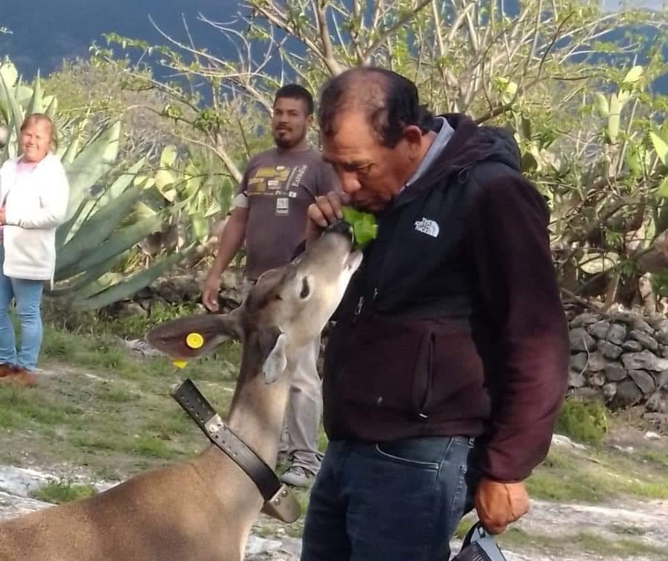 Actopenses conviven con venados