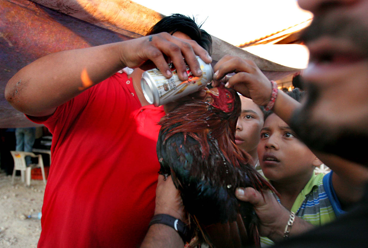 Biofutura insistirá en echar atrás peleas de gallos como patrimonio