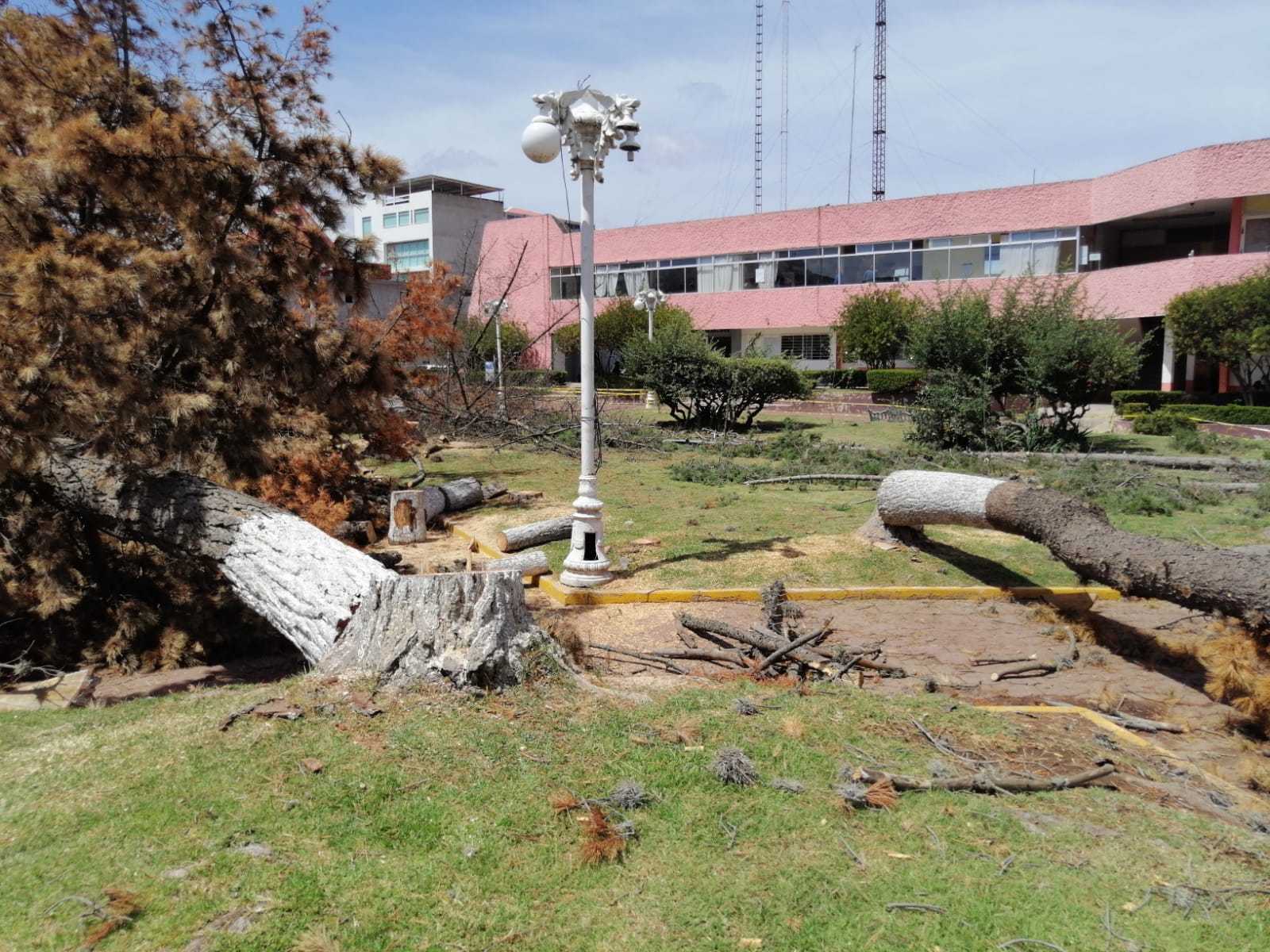 Derriban árboles infestados por gusano descortezador en parque de Tulancingo