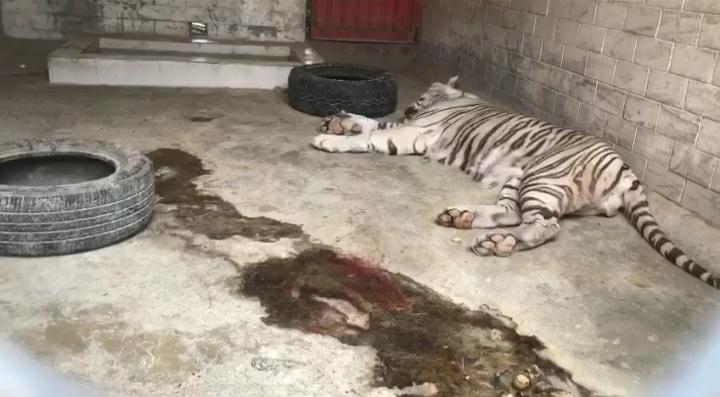 Rescatan a tigre en la Cuenca Lechera de Tizayuca