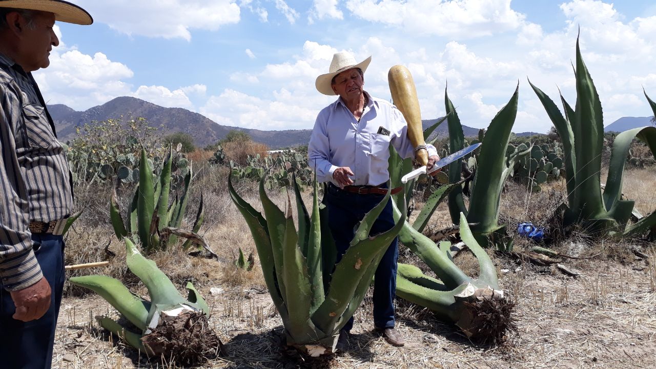 Mario Maguey, fiel protector del pulque sagrado, divino tormento