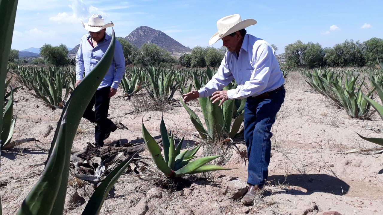 Productores inconformes con veda magueyera