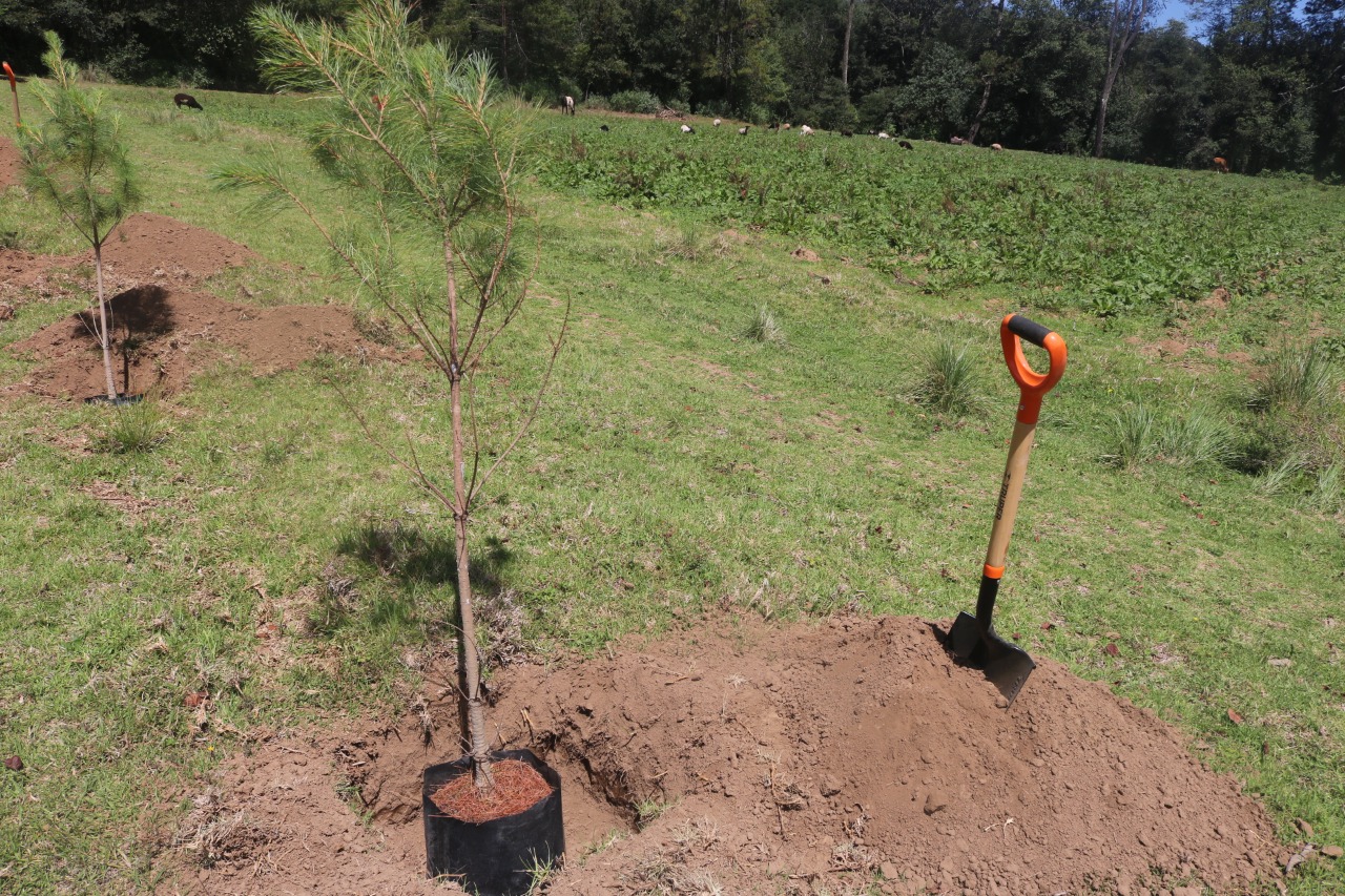 Gusano descortezador amenaza a Hidalgo; sanean bosques en Huasca