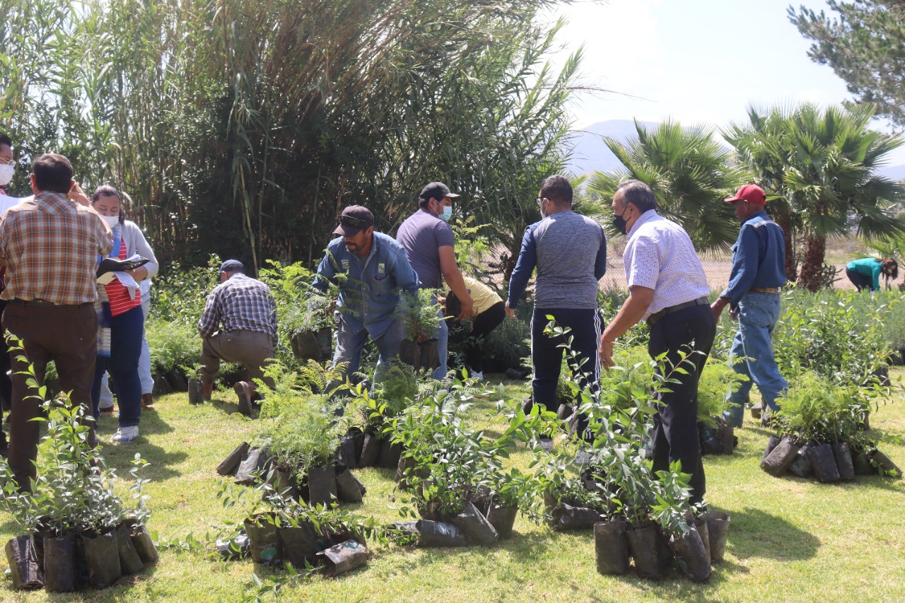 Buscan reforestar zonas de Actopan con más de 30 mil árboles