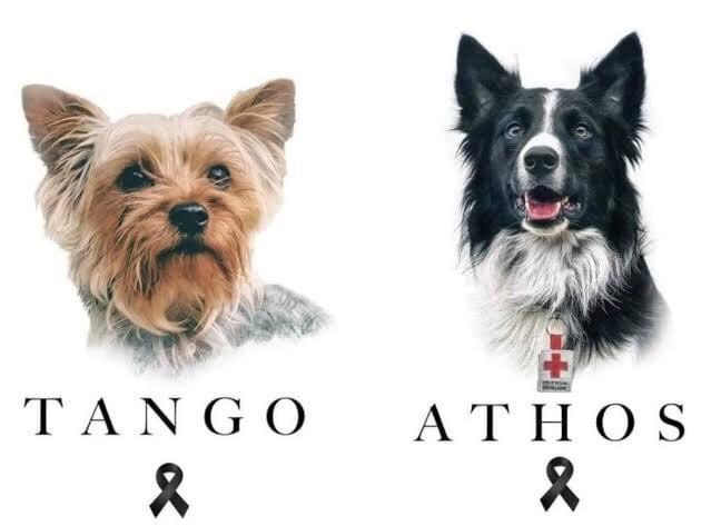 Athos y Tango: Dictan 10 años de prisión al asesino de perritos rescatistas de Querétaro