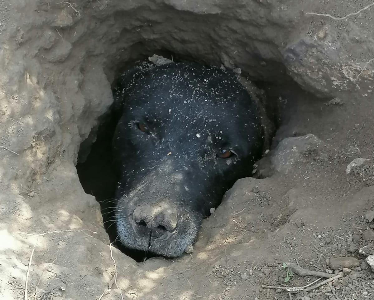 Rescatan a perro atorado en madriguera en San Agustín Tlaxiaca