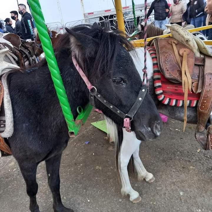 Denuncian maltrato animal de ponys en la Feria de Tulancingo