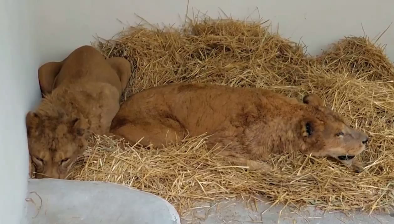 Tizayuca recibe dos leones de Black Jaguar White Tiger