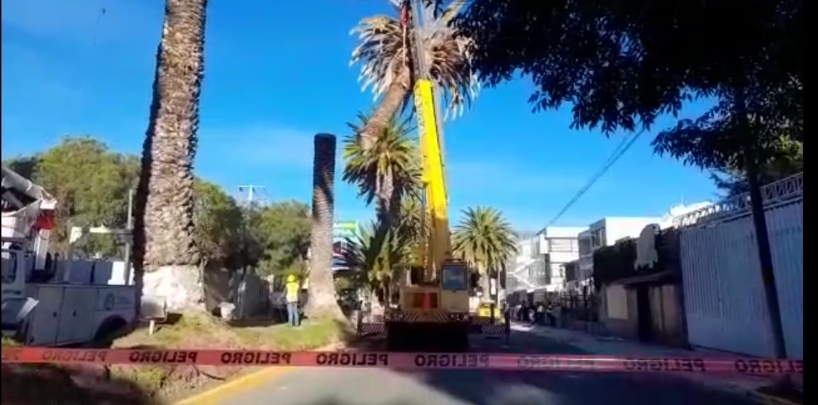 Derriban palmera afectada por fitoplasma en avenida Revolución en Pachuca