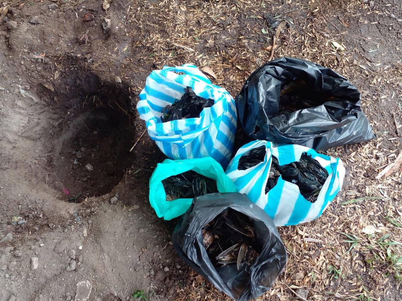 Tormenta en Tepeji del Río deja árboles caídos y decenas de aves muertas