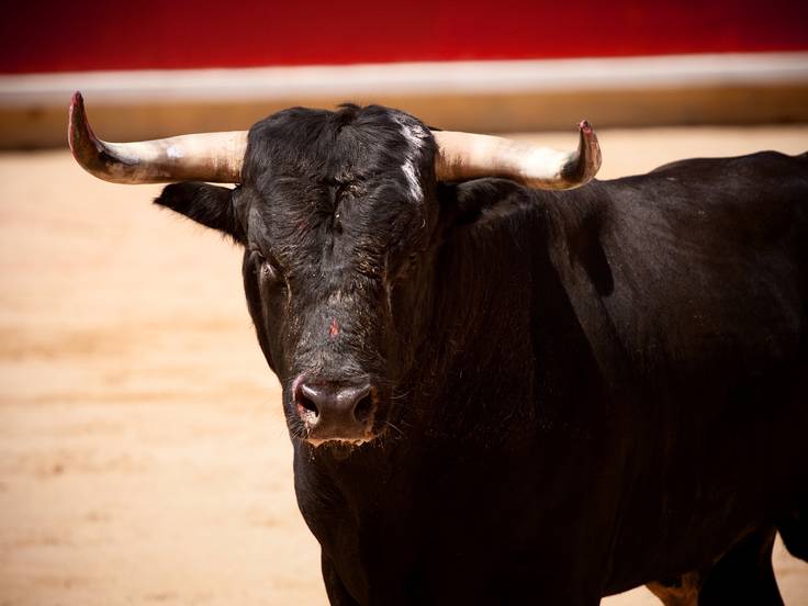 Video | Toro moribundo da cornadas a carnicero y lo mata