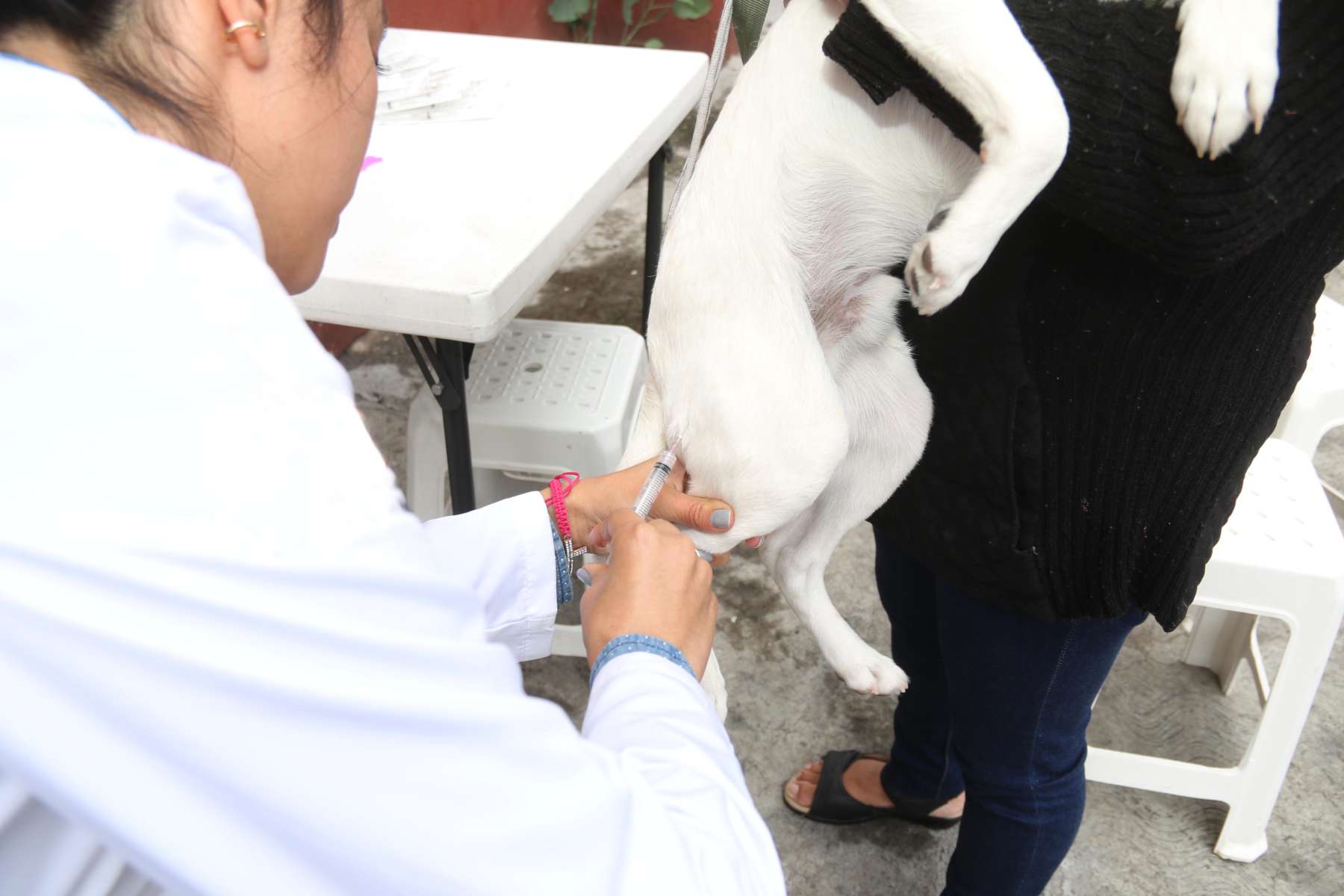 Inicia campaña nacional de vacunación antirrábica en perros y gatos