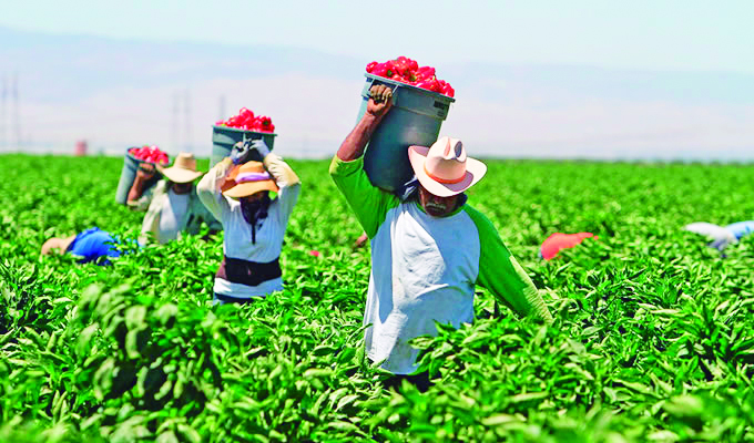 Consejo Agrario espera acceso a programas de apoyo al campo