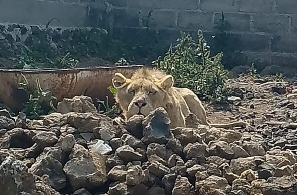 Hallan león en predio relacionado con desaparición de albañil en Edomex