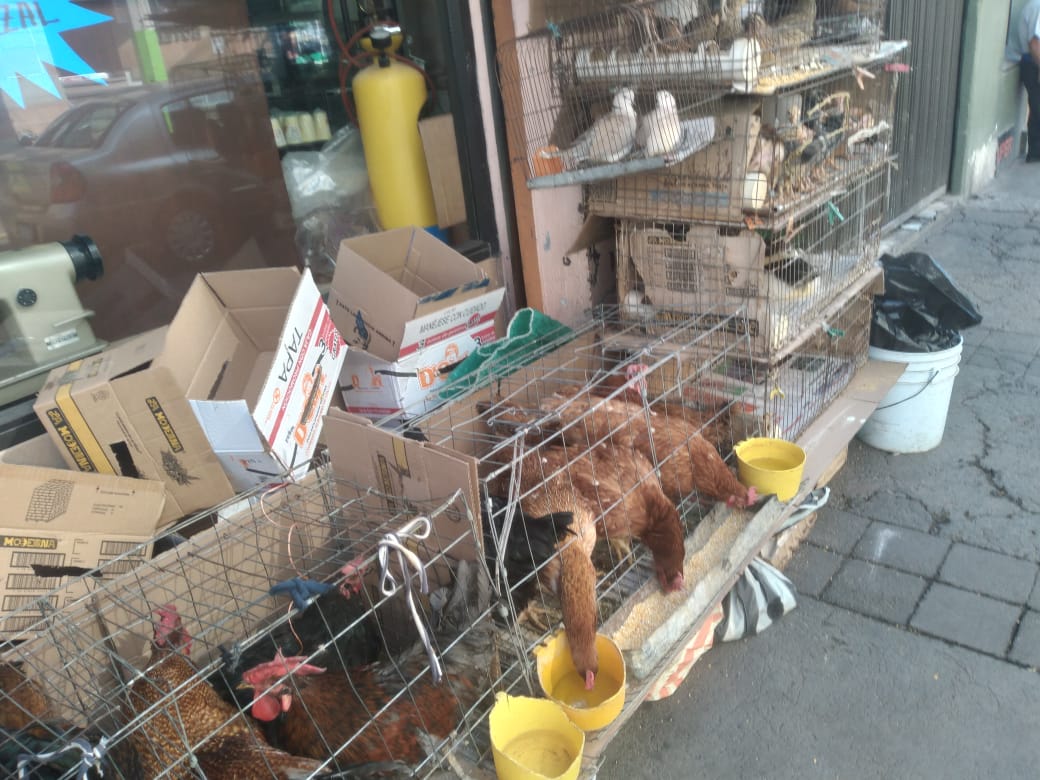 Prolifera la venta de aves en tianguis de Tulancingo