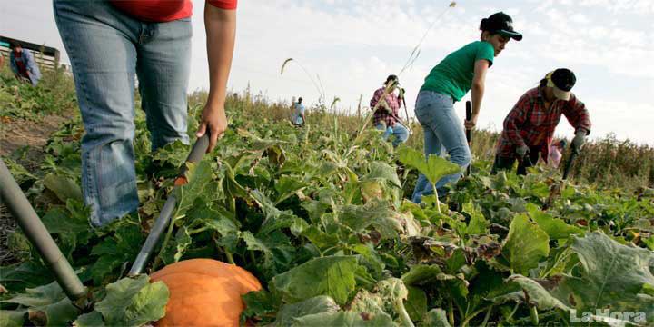 Presupuesto insuficiente deja sin apoyo al 50% de solicitantes al campo en Hidalgo