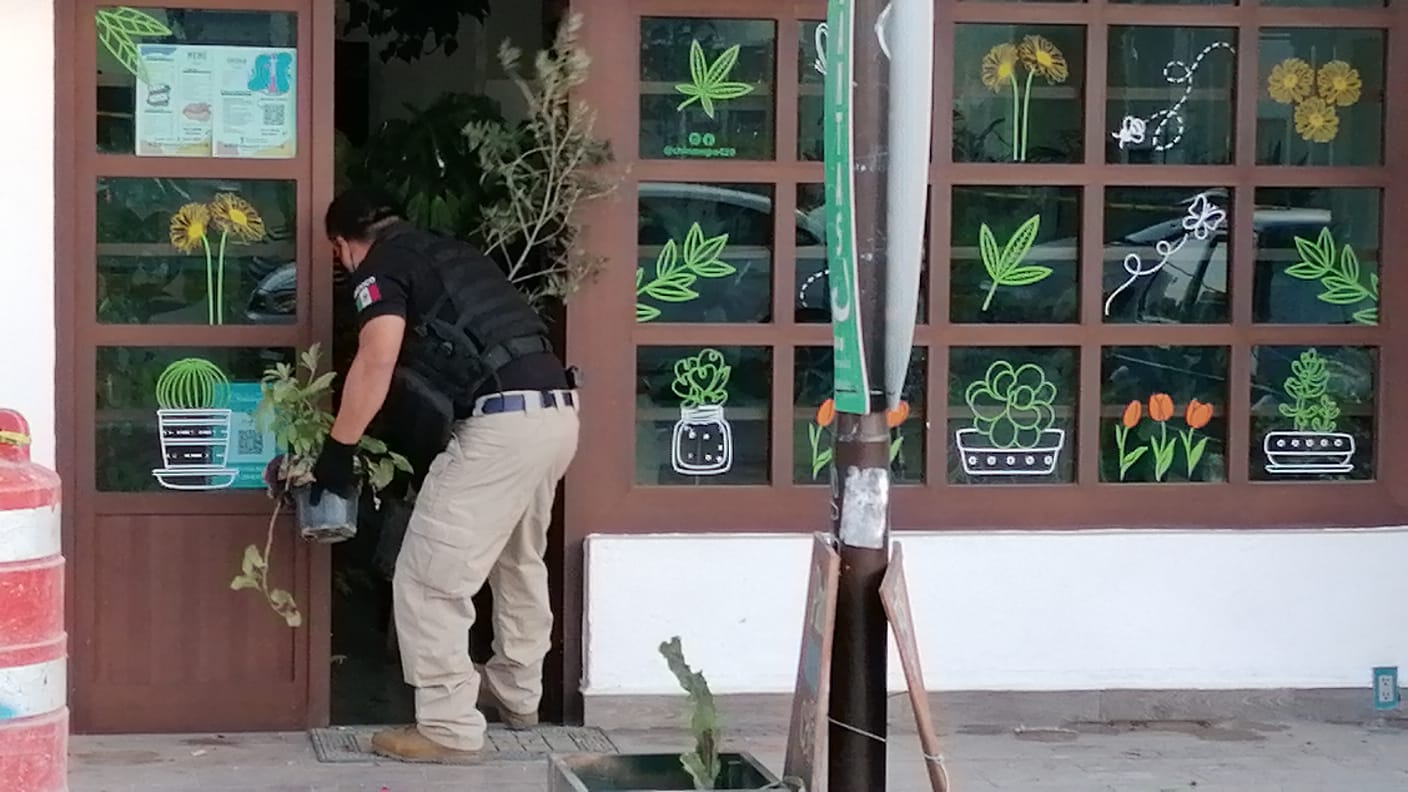 Vendían plantas de marihuana en negocio frente a Prepa 1