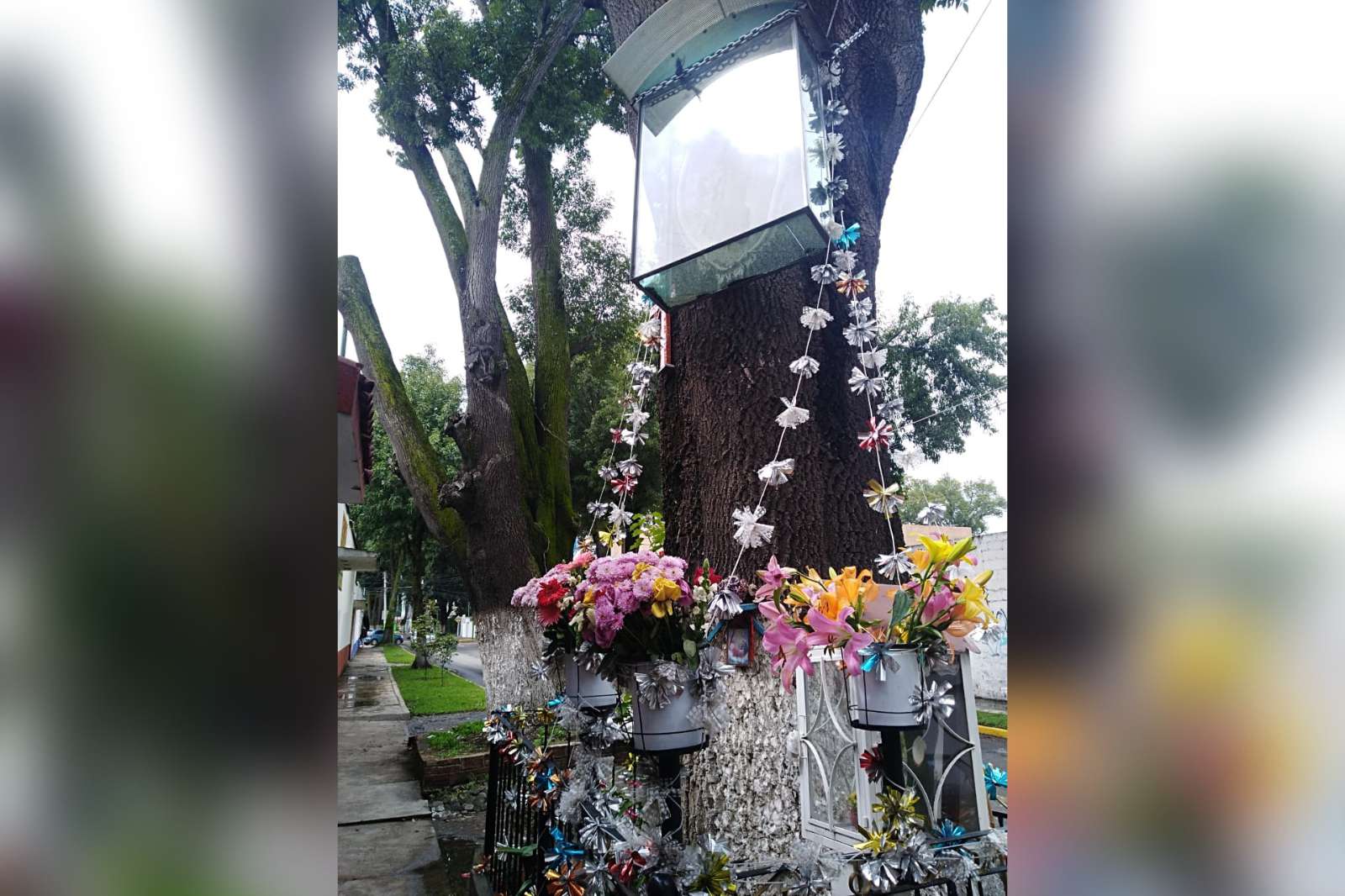 Celebran imagen de la Guadalupana apareció en tronco de árbol hace seis años