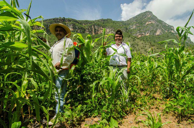 ¡Atención! Entregarán fertilizantes a 66 mil productores de Hidalgo