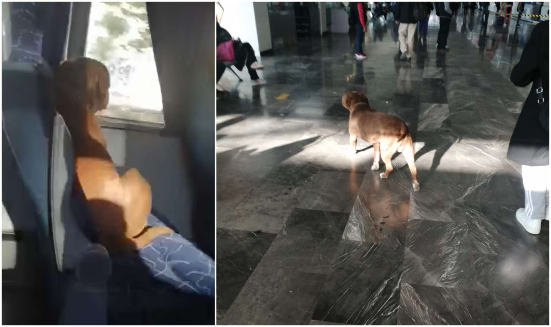 ¡Perrito viajero! Lomito toma el autobús en Tepatepec y llega a Pachuca