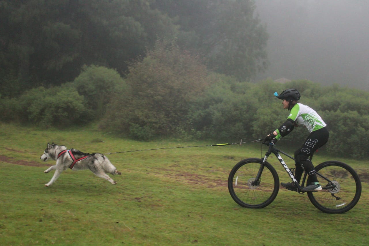 El mushing crea lazos únicos entre los perros y deportistas