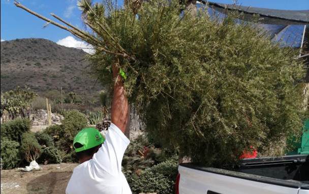 Abren centros de acopio en Pachuca para reciclar árboles navideños