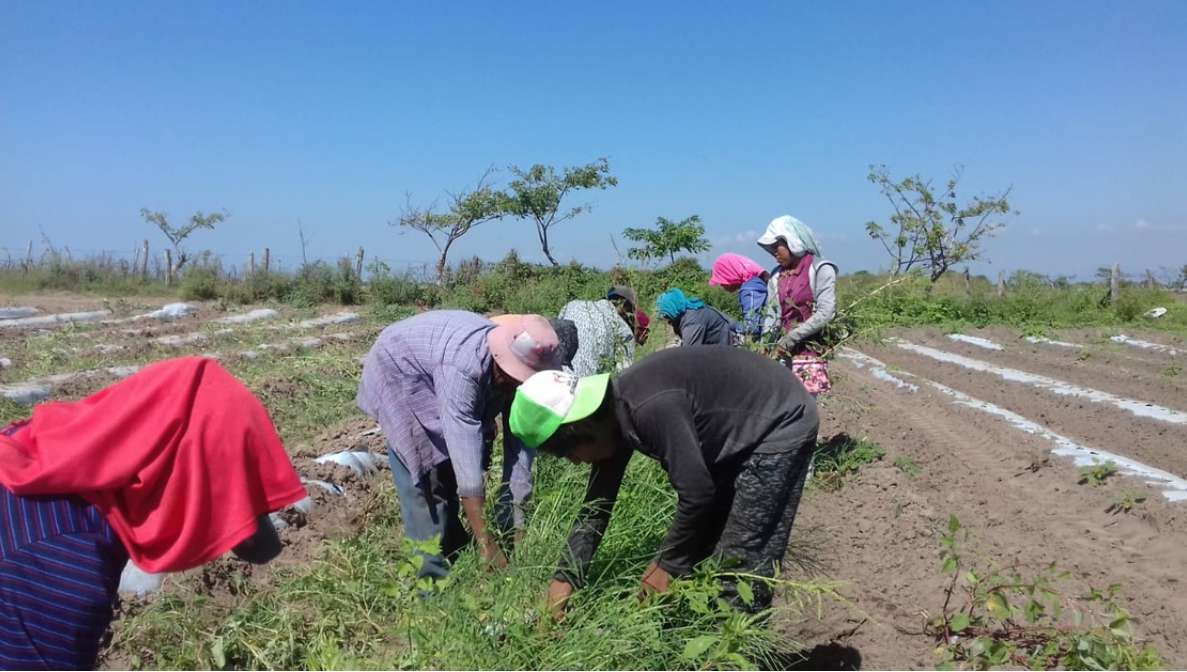 Jornaleros agrícolas en Hidalgo: así pueden obtener el apoyo de 1,500 pesos