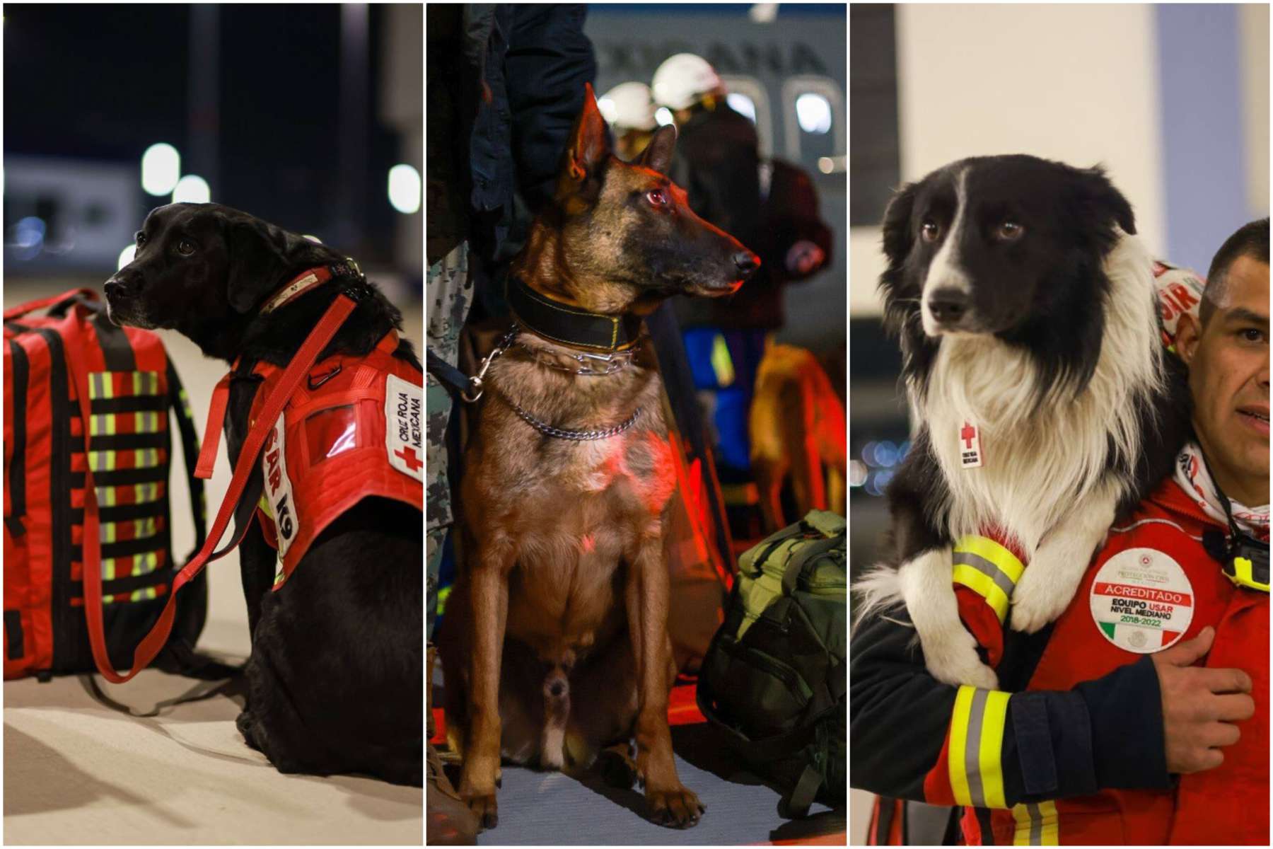 Perritos rescatistas viajan a Turquía para apoyar en labores de rescate