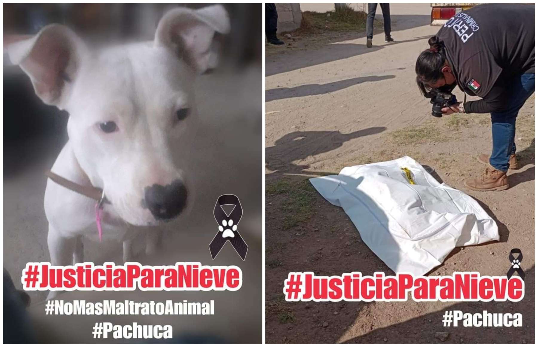 Piden justicia por perrito asesinado en Zempoala