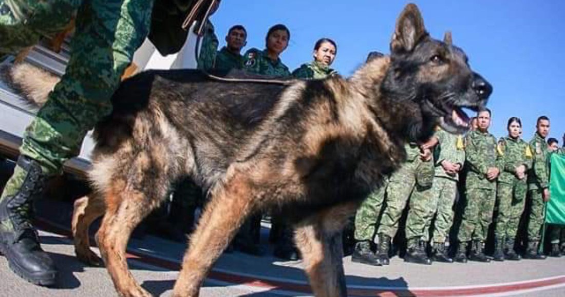 ¡Gracias por todo! Muere Proteo, perrito mexicano rescatista enviado a Turquía