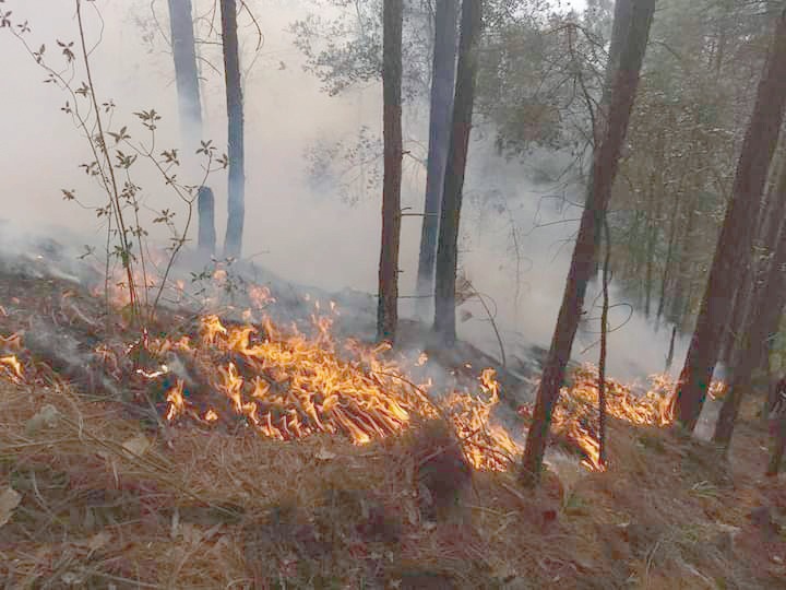 Número de incendios forestales en 2023 duplicó los años de pandemia