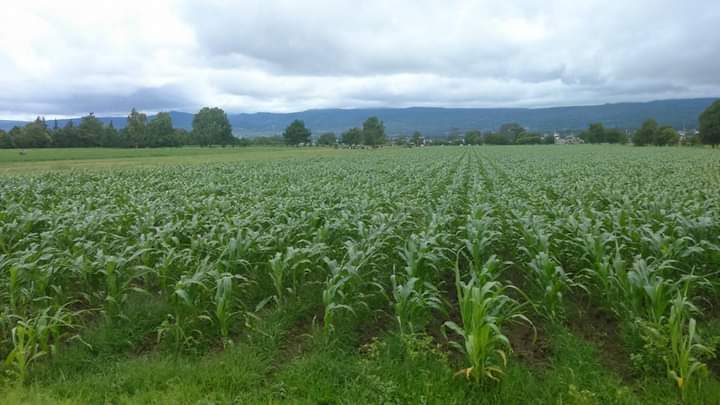 Acapara el sector agrícola el agua en Hidalgo: IMCO