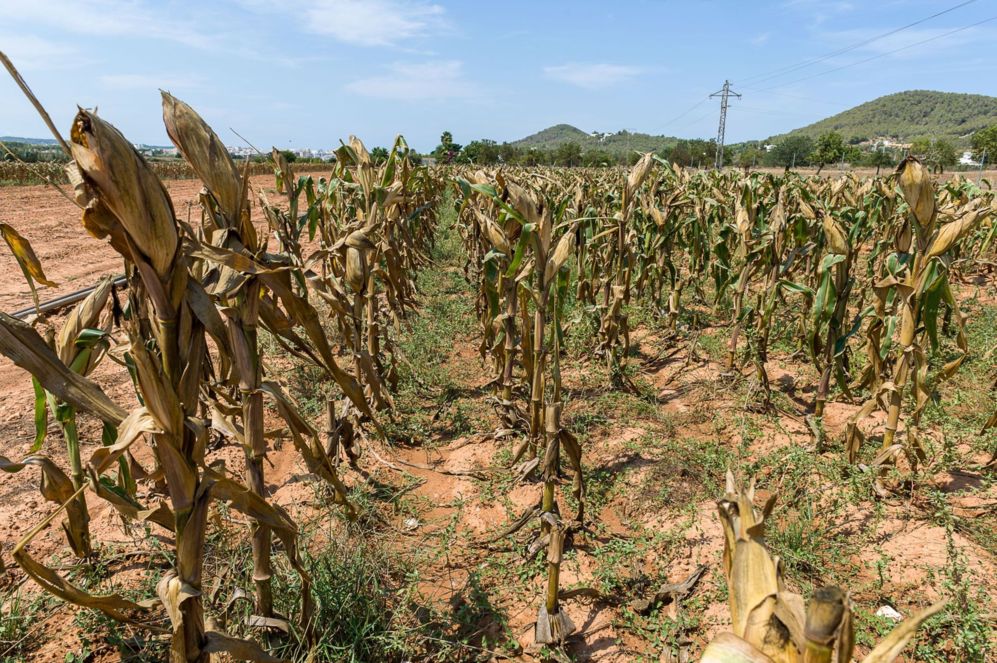 Sequía deja 120 mil hectáreas afectadas; 40 mil se busca validar con seguro agrícola