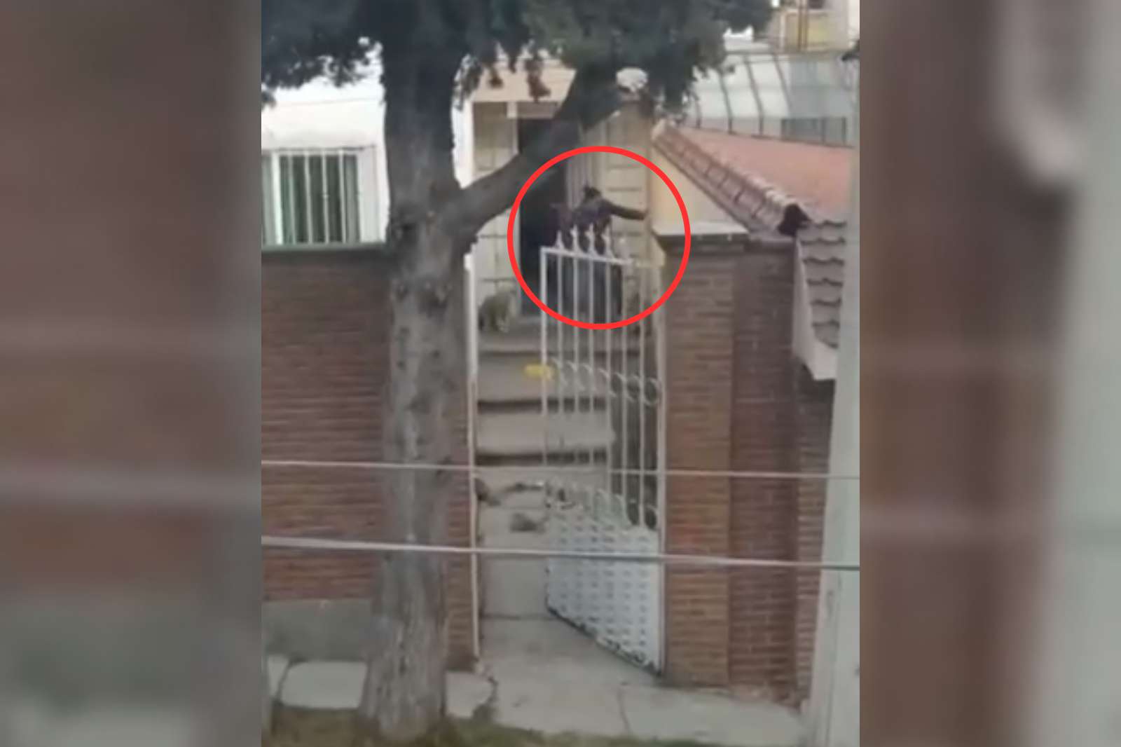 Denuncian maltrato animal en Pachuca; patean a perrito en su casa