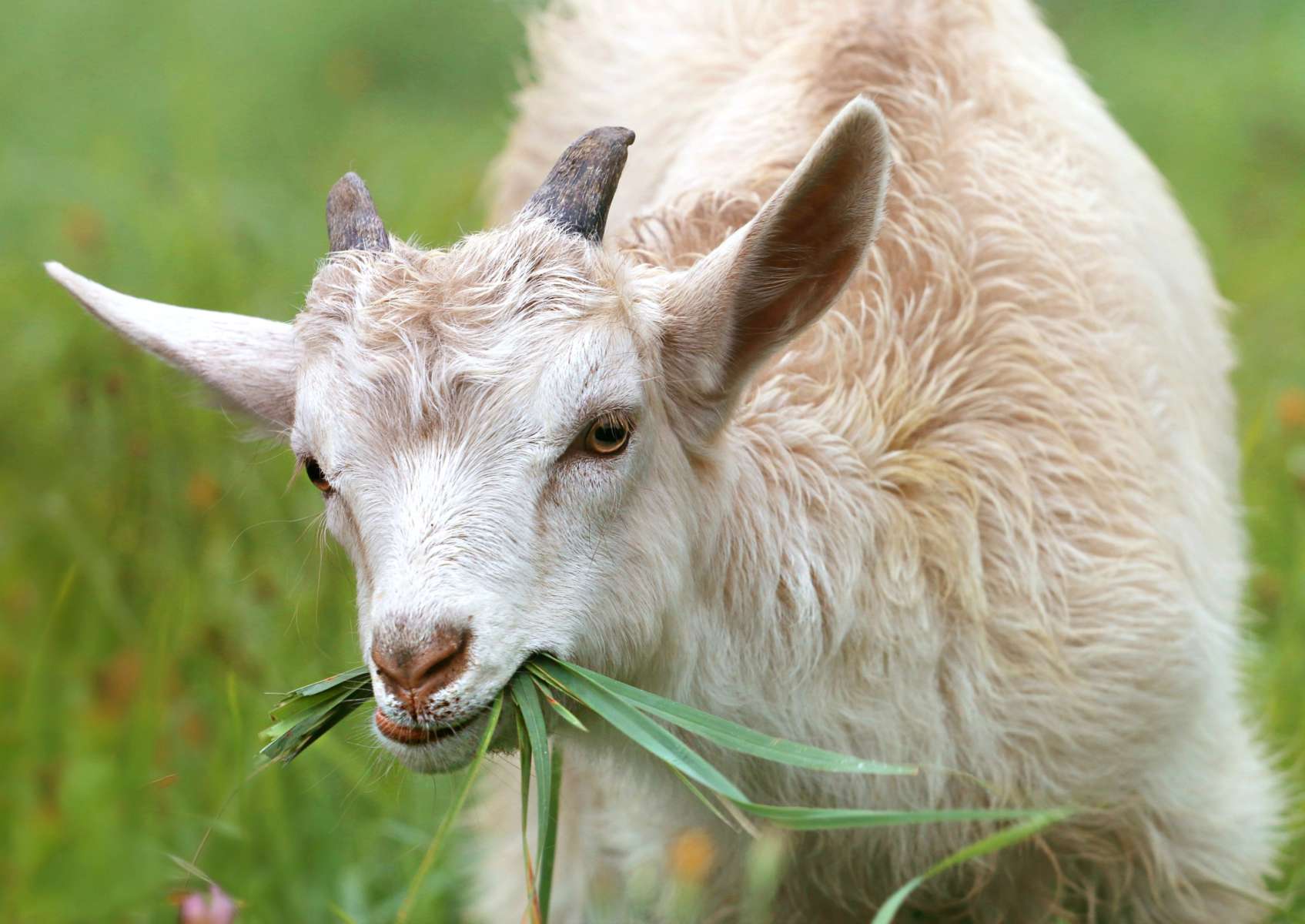 Zoológico de Chilpancingo sacrificó cabras para su cena de Navidad