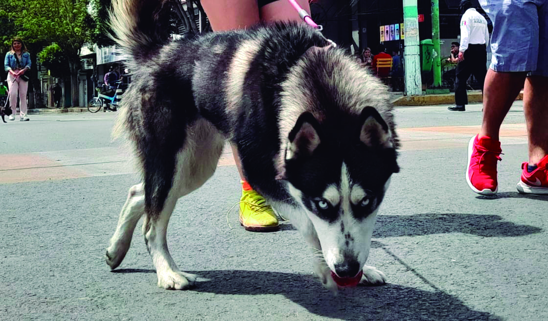 Mordeduras de perro en Hidalgo van al alza