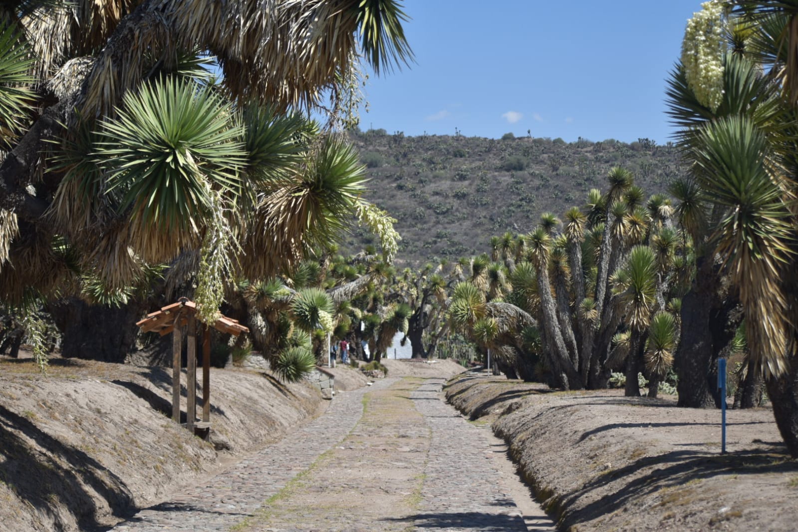 En Hidalgo, 37 municipios no tienen dirección de medio ambiente y ecología