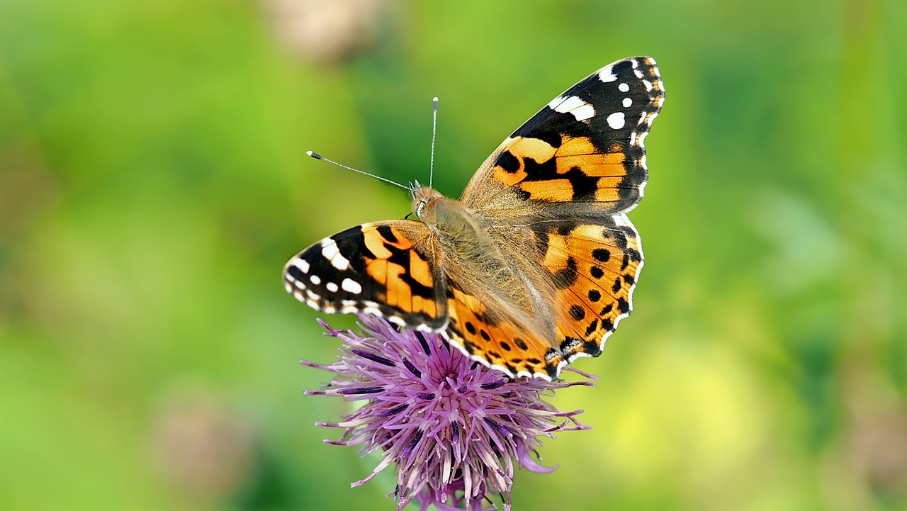 Mariposas monarca adelantan su vuelo al norte de América