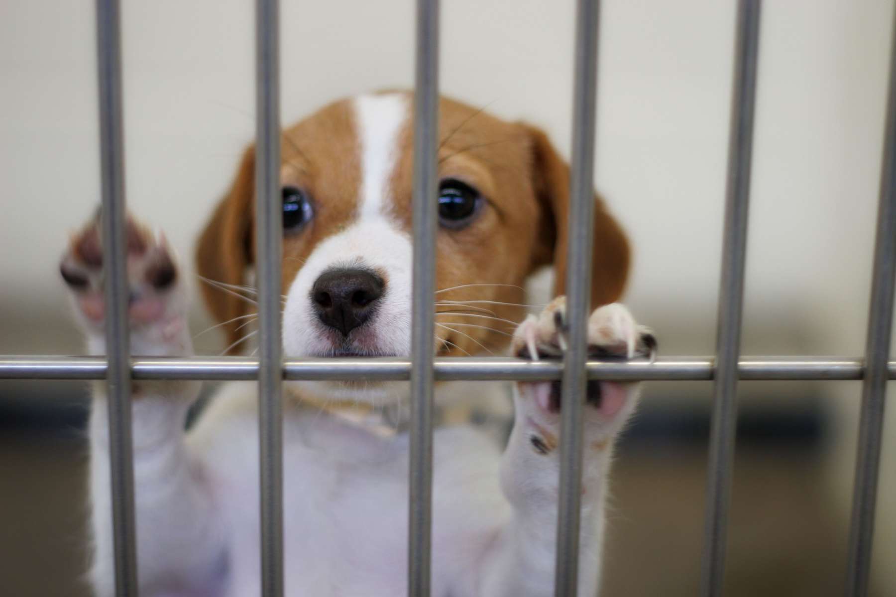 Rescatan cuatro perritos en situación de abandono en Chavarría