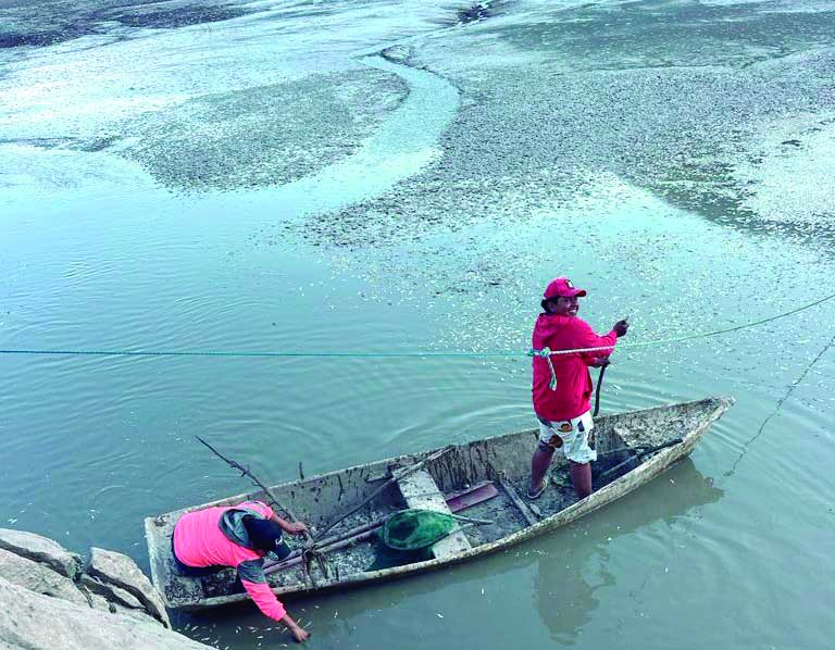 Sequía en Hidalgo: Laguna de Metztitlán se seca y provoca muerte masiva de peces