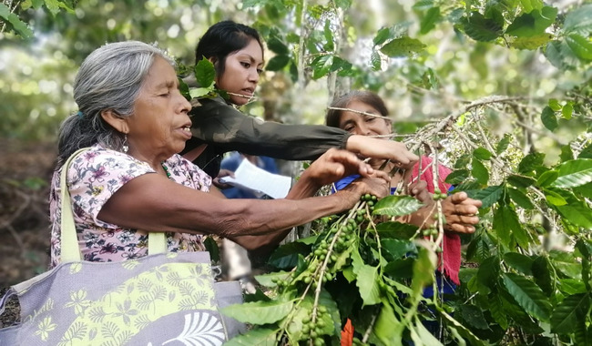 Desciende producción de café hidalguense a nivel nacional